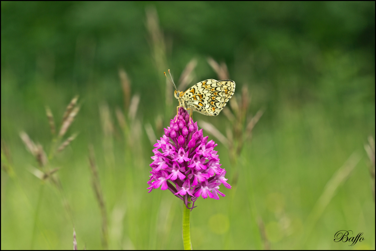 Melitaea phoebe